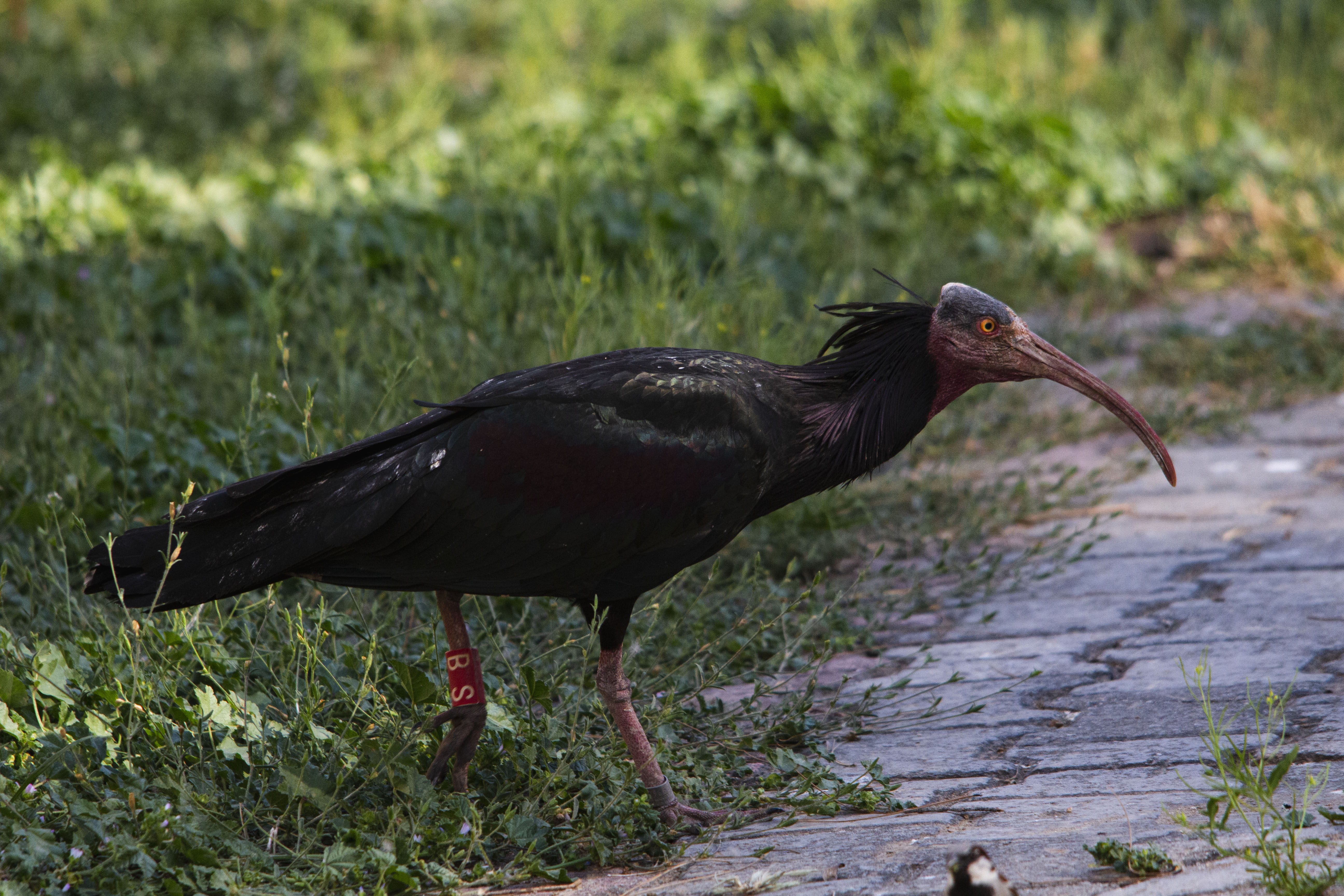 Northern Bald Ibis